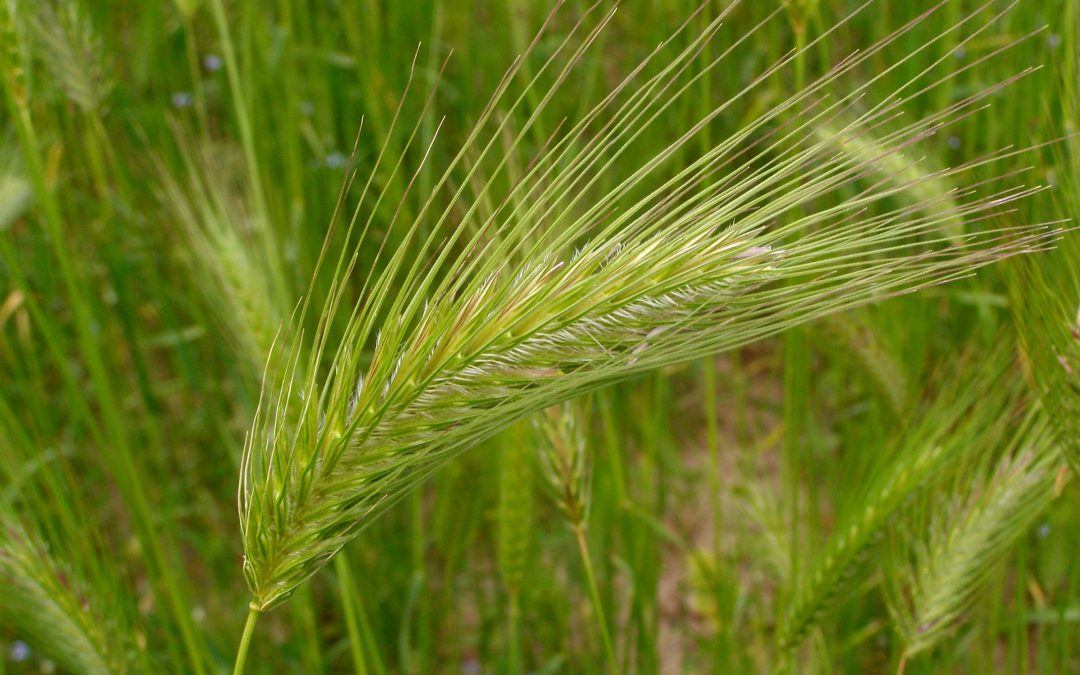Finanzspritze für Bio-Landwirtschaft