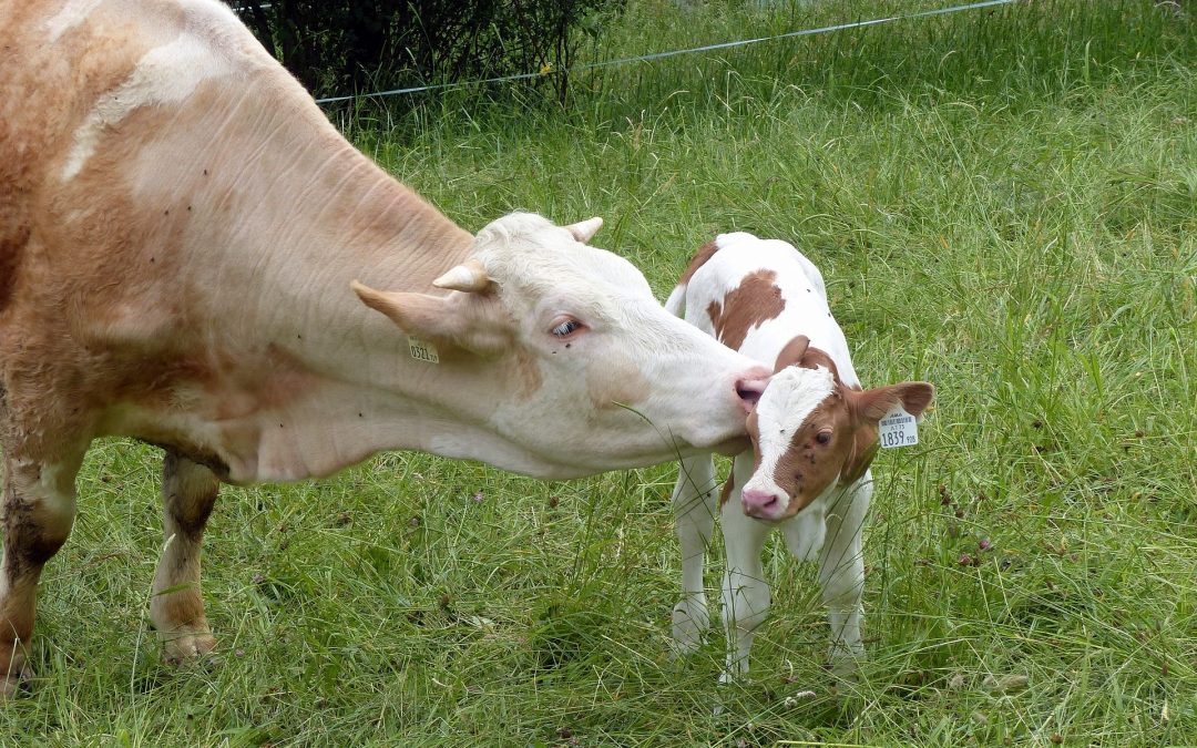 HeuMilch Bauern: Kälber bleiben bei Müttern und Ammen