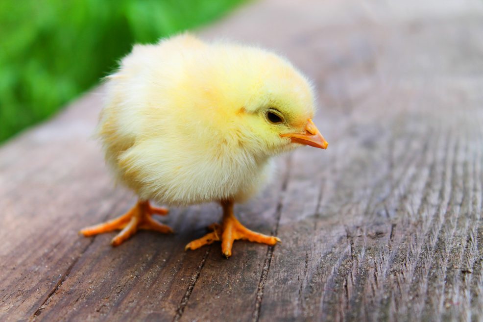 Neue Marke gegen Schreddern
