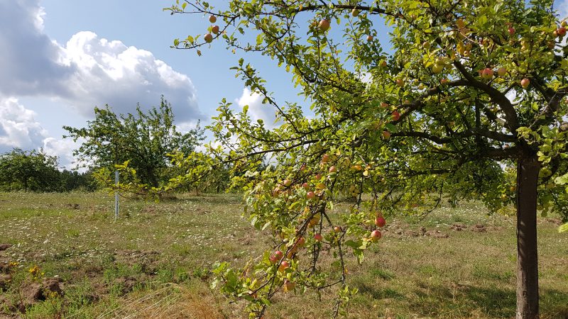 Freiwillige pflegen Streuobstwiesen