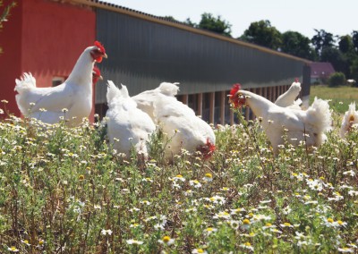 Bruderhähne: Plattform für Transparenz