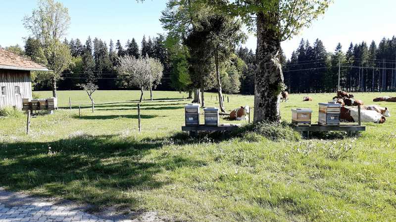 Landwirte und Imker machen gemeinsame Sache