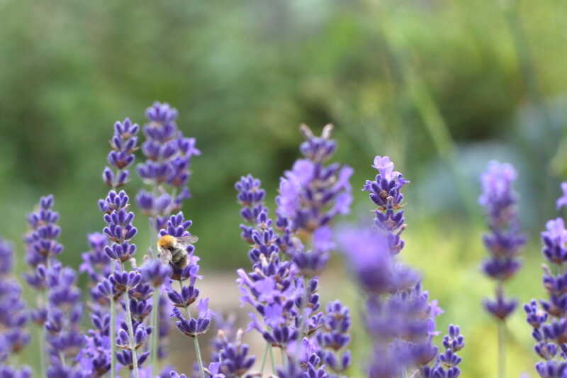 Wettbewerb für Insektenschutz