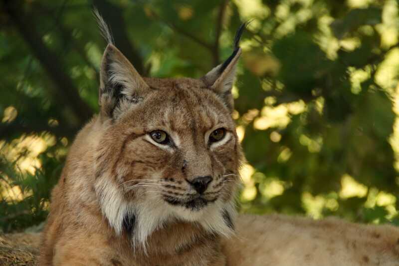 Sante kooperiert mit WWF