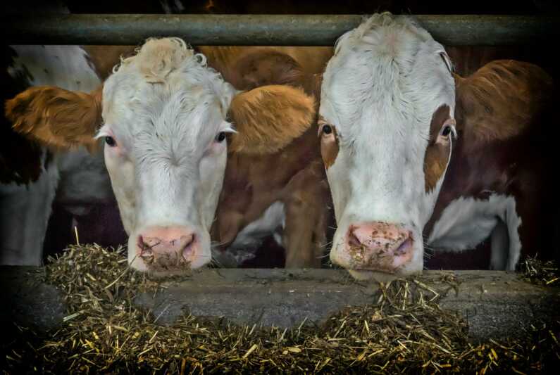 Mehr Gras sorgt für weniger Gas
