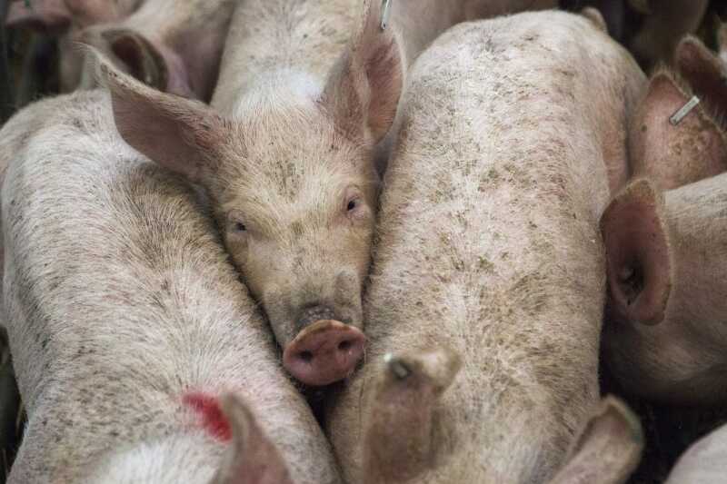 Bio-Schlachthof schließt nach Tierquälerei