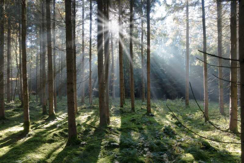 Wald-Wiki geht an den Start