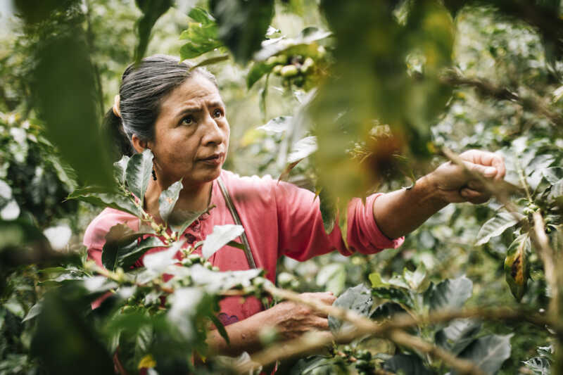 Fairtrade verliert Umsatz