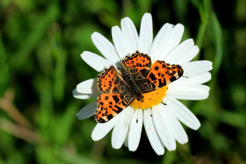 260 Prozent mehr Insekten auf Öko-Flächen