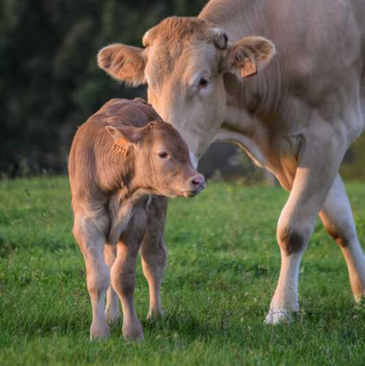 Alnatura: Fleisch aus Weideschlachtung