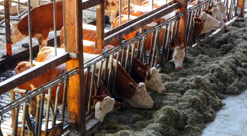 Weniger Tiere für besseres Klima