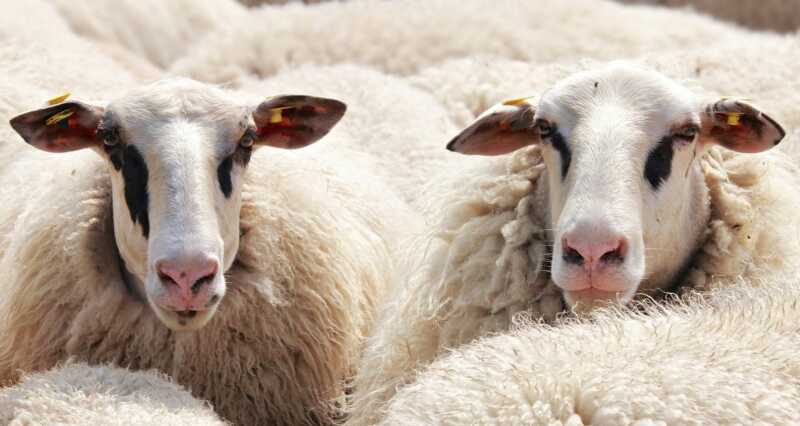 FiBL startet Kompetenzzentrum für mehr Tierwohl