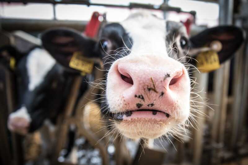 LEH bessert 2022 auch bei Milch nach