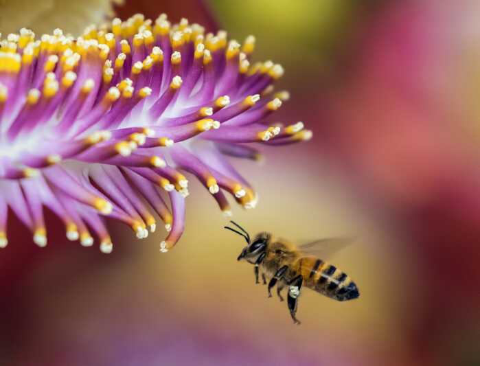 EU erklärt Bienen-Initiative für gültig