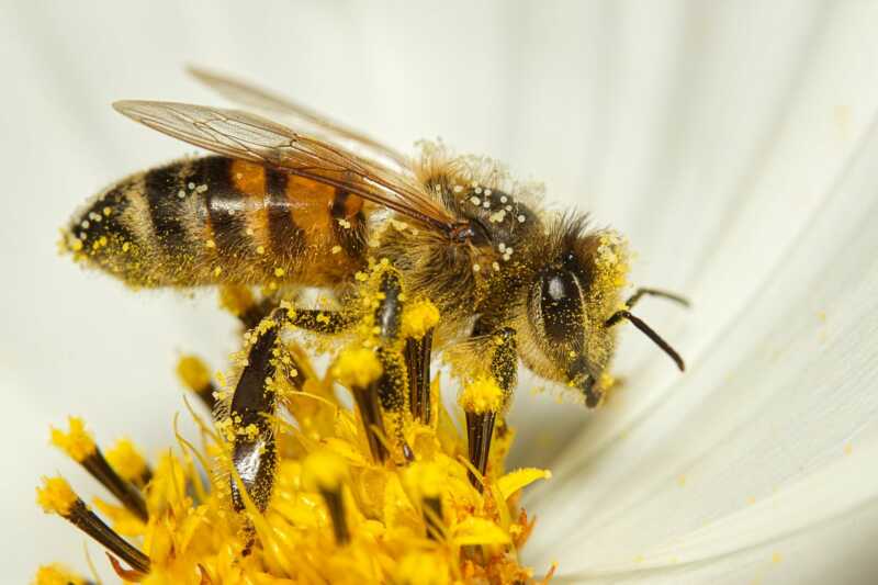 Mount Hagen: Aktion Bienen retten