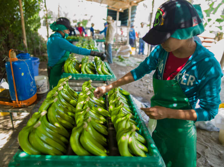 Fairtrade wächst weiter – Bananen top