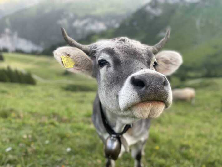 Heumilch: Umsatz wächst weiter